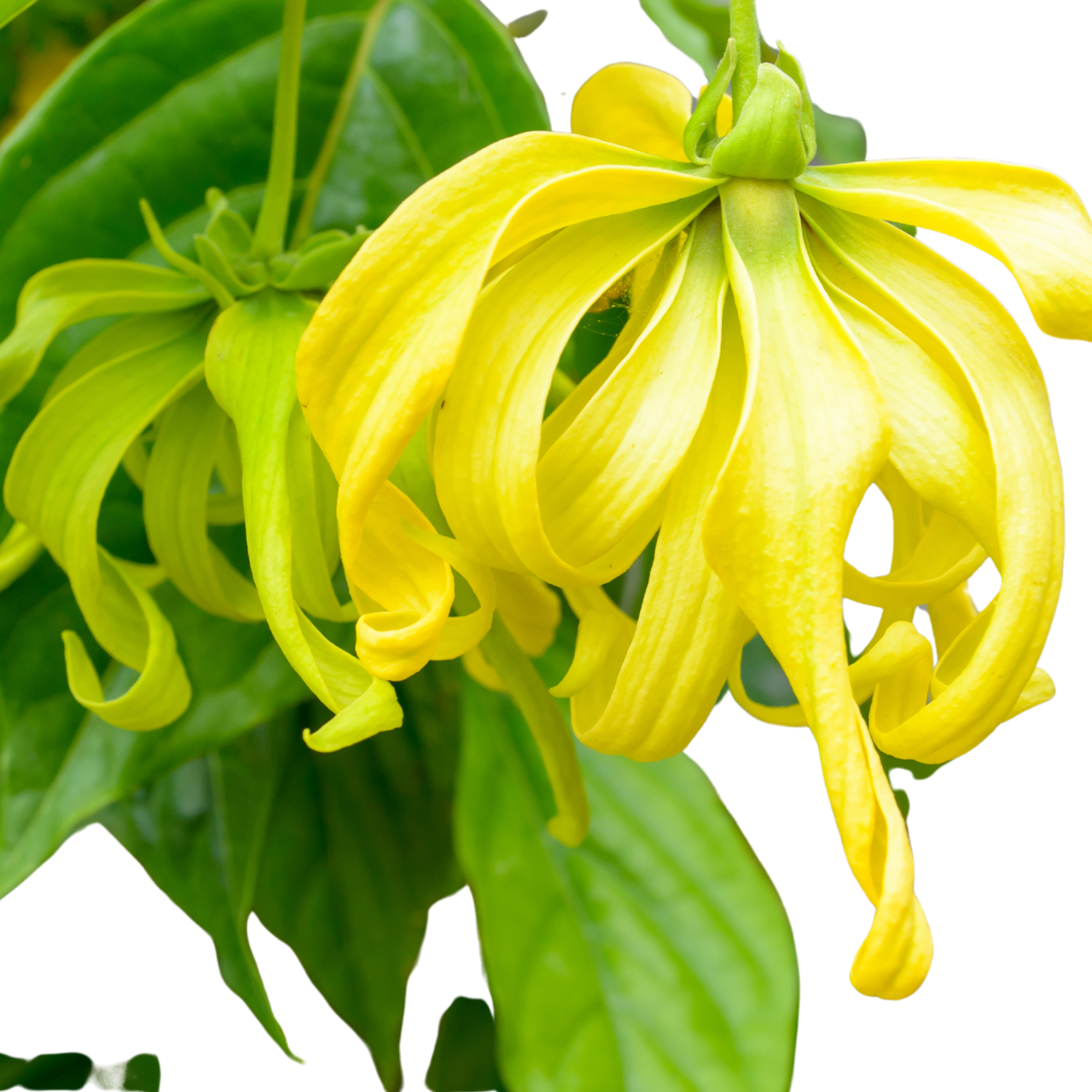 YLANG YLANG LEAVE PICT